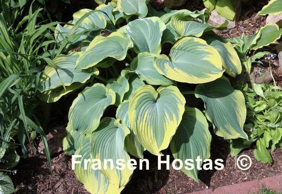 Hosta Earth Angel